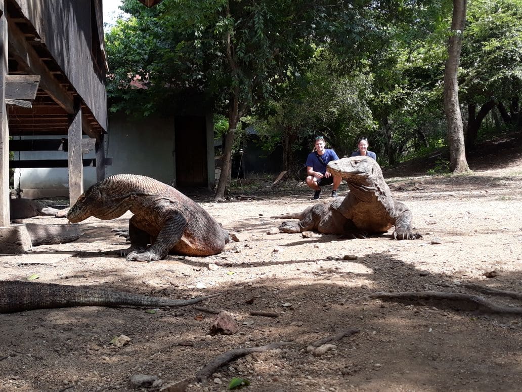 Komodowaran auf der Komodo-Insel im Komodo-Nationalpark. Wenn wir die 2-Tage-eine-Nacht-Tour mit unseren Reisenden aus Dänemark machen.
