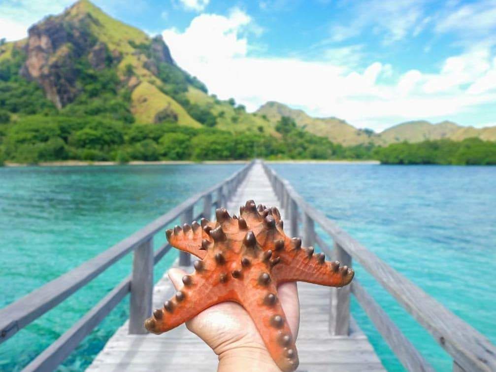 Foto von Seesternen am Menjerite-Steg. Danach lassen wir die Seesterne im Meerwasser frei.
