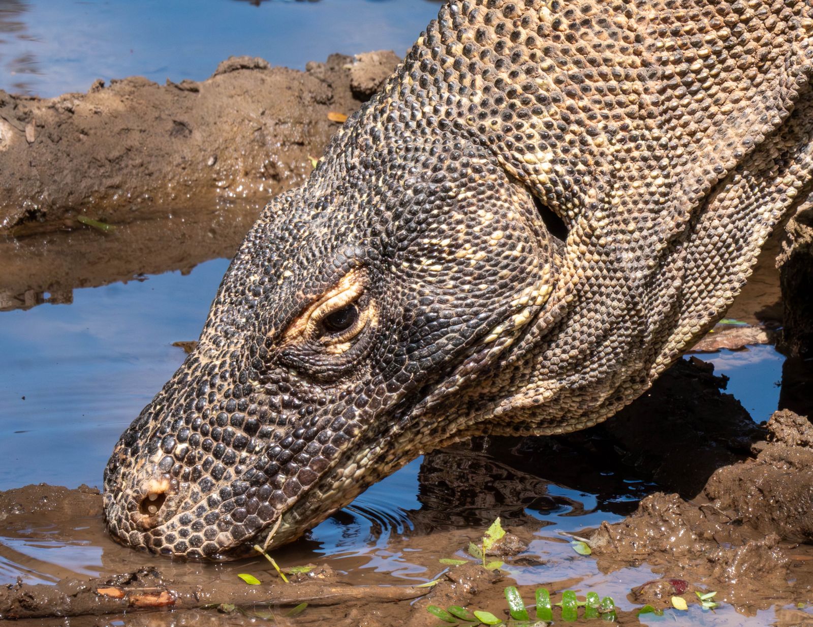 科莫多岛上的科莫多巨蜥