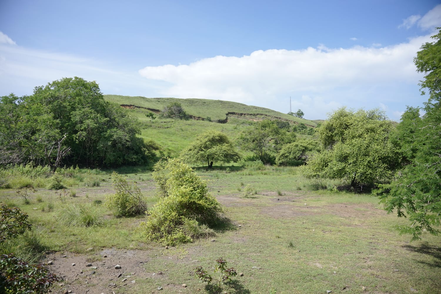 Trekking in der offenen Savanne auf der Insel Komodo