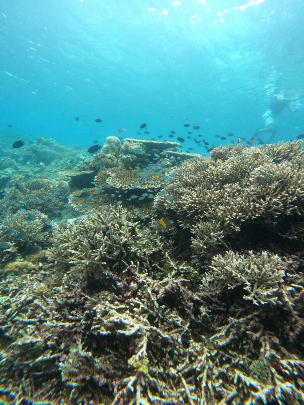 Korallenriffe auf der Insel Sebayur im Komodo-Nationalpark
