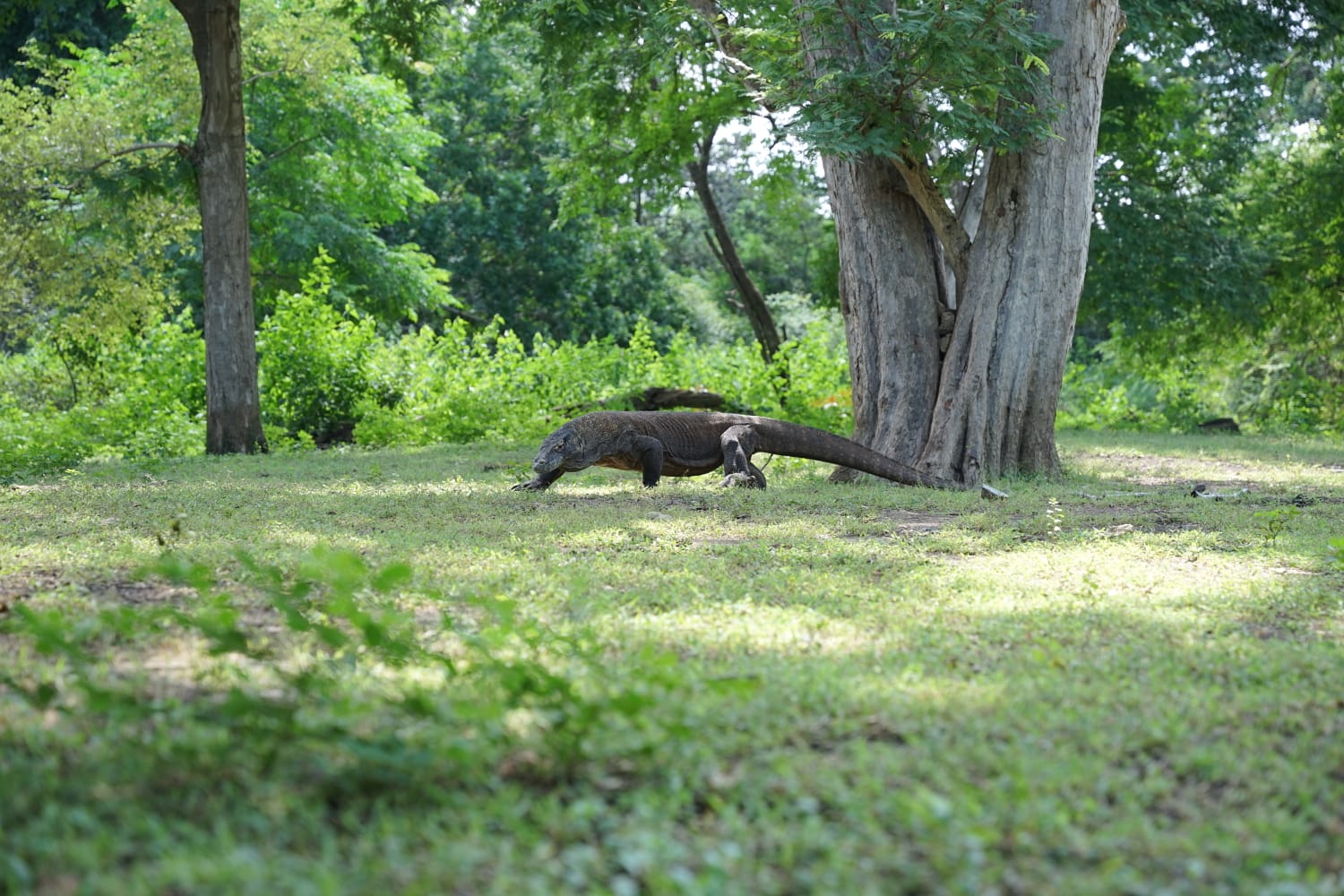 Komodowaran oder Riesenechse der Welt auf der Insel Komodo im Komodo-Nationalpark