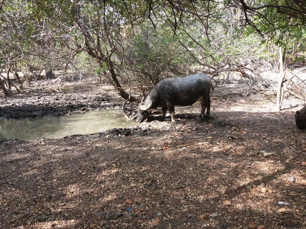 Wasserbüffel auf der Insel Komodo, ganz in der Nähe des Wasserlochs, dem Jagdgebiet des Komodowarans im Tamarindenwald. Sie sind die Hauptnahrungsquelle des Komodowarans auf der Insel Komodo.