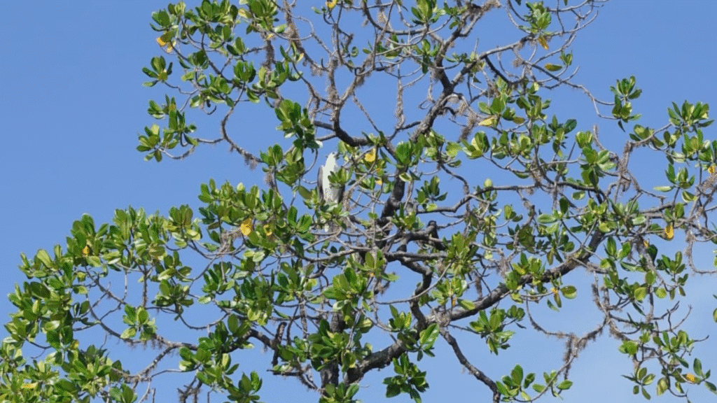 Elang laut bertengger di pohon bakau di Pulau Rinca, Taman Nasional Komodo.