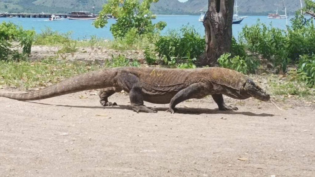 科莫多国家公园科莫多岛上的科莫多巨蜥