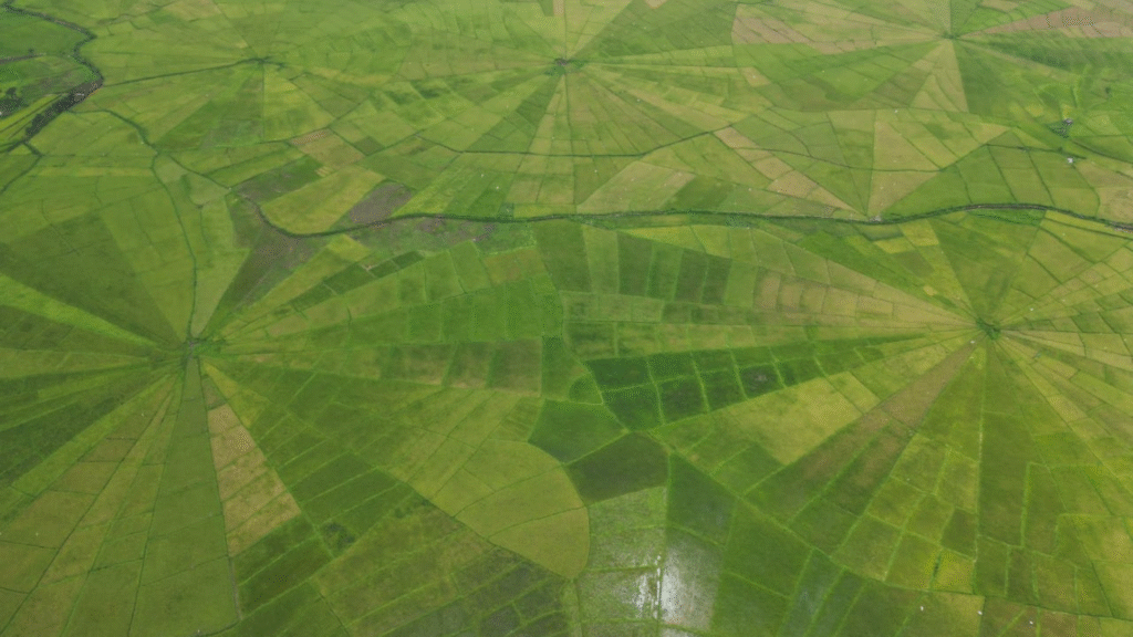 Rizière en forme de toile d'araignée à Cancar-cara, île de Flores