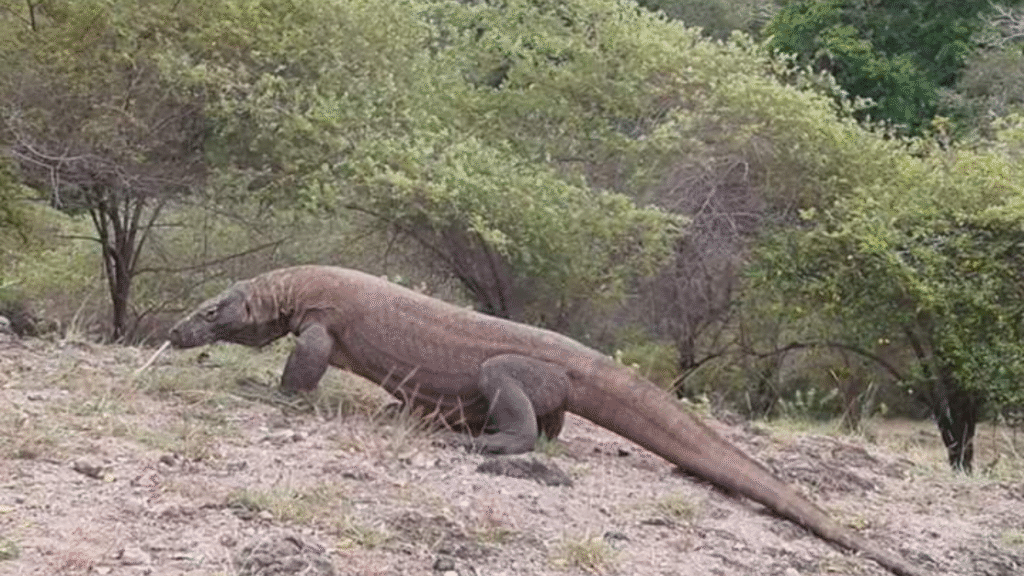 Valeurs sanguines chez les dragons de Komodo sauvages et en captivité