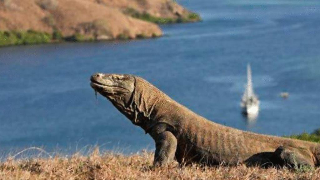 Demografischer Status der Komodowaran-Populationen im Komodo-Nationalpark