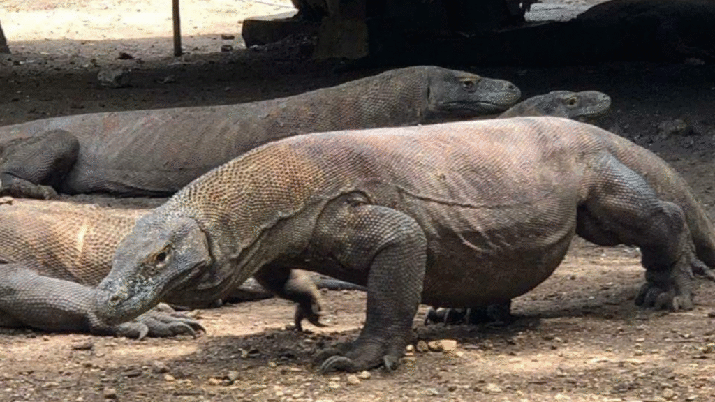 Factores que afectan el papel de las actividades turísticas en el Parque Nacional de Komodo en el crecimiento económico de la regencia de Manggarai Occidental