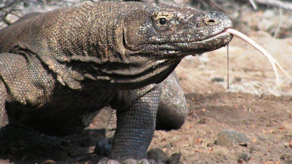 Alimentación de dragones en el Parque Nacional de Komodo: ¿Atracción turística vs. desafío para la conservación?
