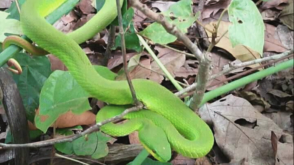 Komodo-Nationalpark – Abenteuer zur Reptilien- und Amphibienbeobachtung – Die ultimative Tour