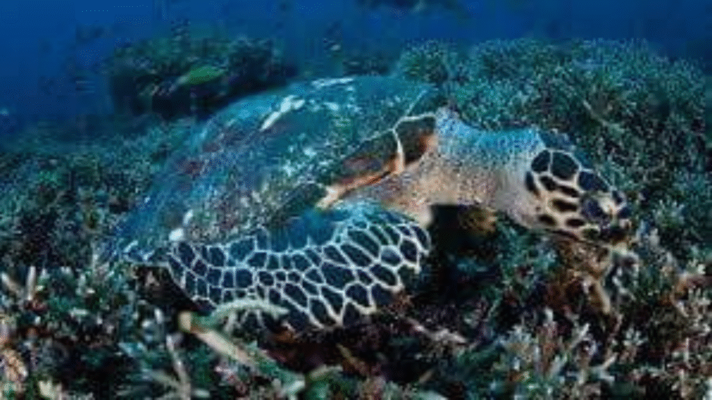 Tauchspaß im Komodo-Nationalpark – Erkunden Sie das Unterwasserwunderland