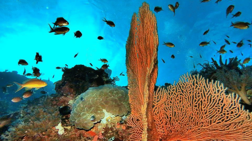 Cours de plongée sauveteuse avec Komodo Padar Tour – Devenez un plongeur plus sûr et plus confiant à Komodo