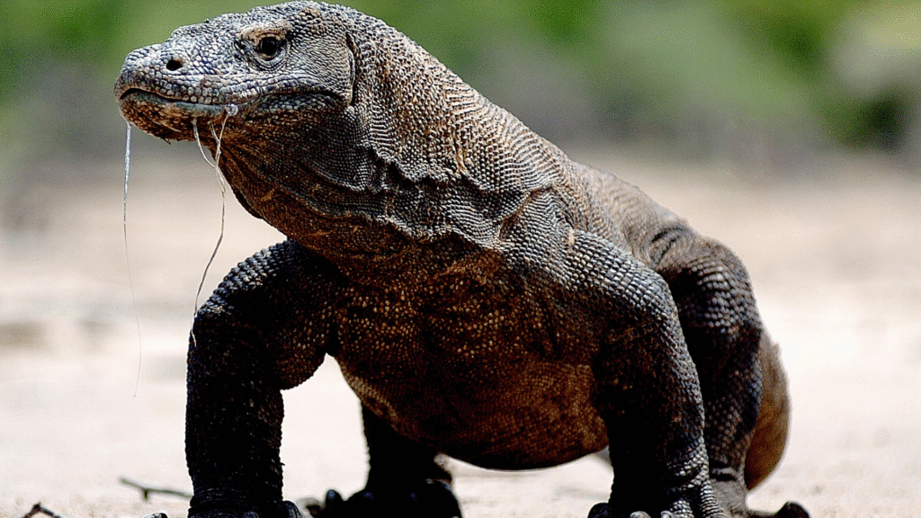 Excursion au parc national de Komodo — Explorez les merveilles naturelles de l'Indonésie