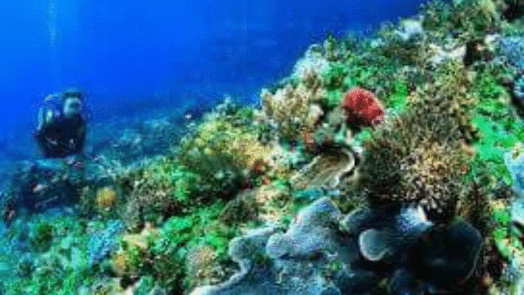 科莫多岛两日潜水之旅——在科莫多国家公园体验两天史诗般的潜水