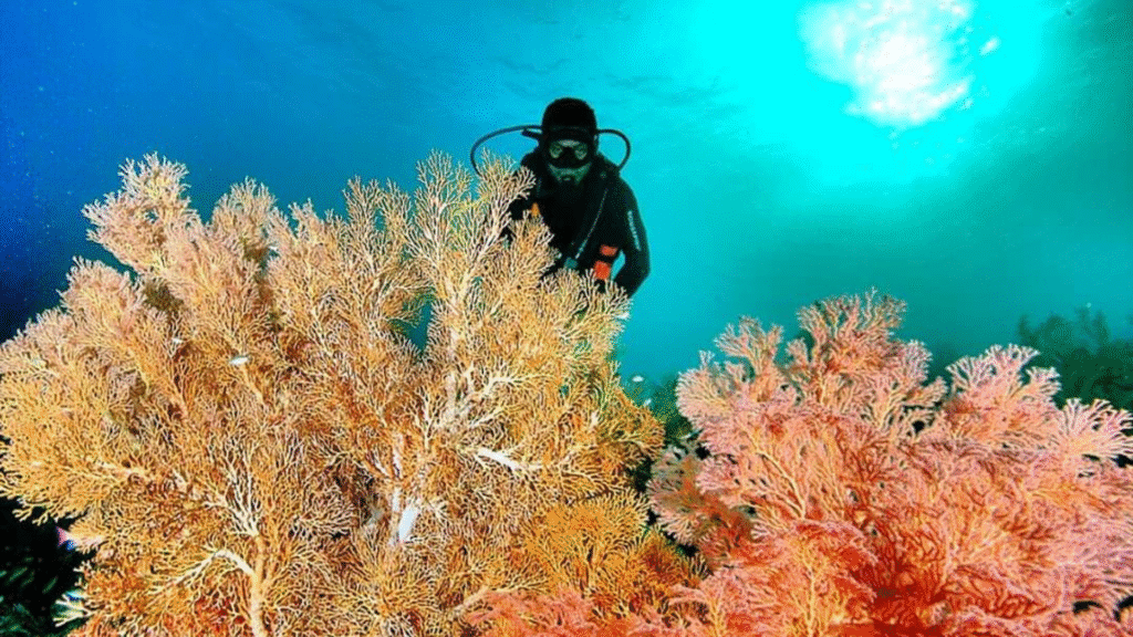 科莫多船宿潜水之旅——科莫多国家公园深度潜水探险