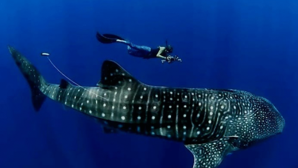 Snorkel con tiburones ballena en la bahía de Saleh: una aventura marina única en la vida