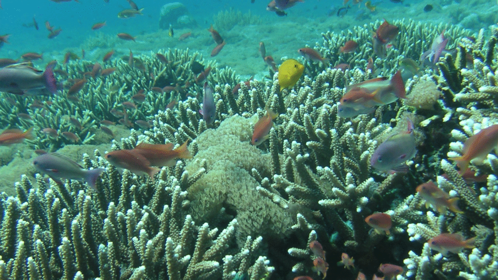 Arcipelago di Alor: il gioiello orientale incontaminato dell'Indonesia