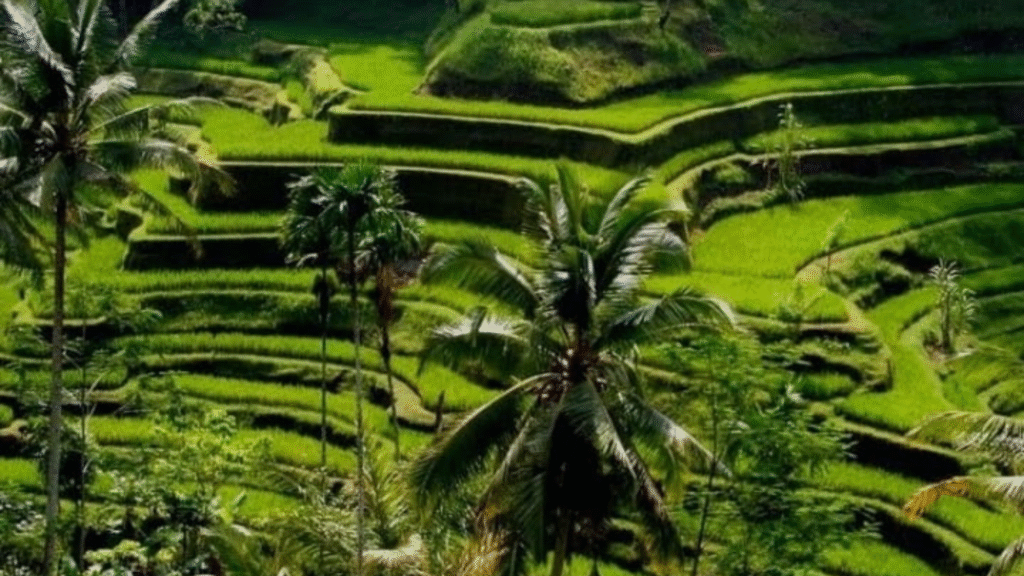 Diseña tu escapada perfecta a Bali: viaje personalizado a Bali con Komodo Padar Tour