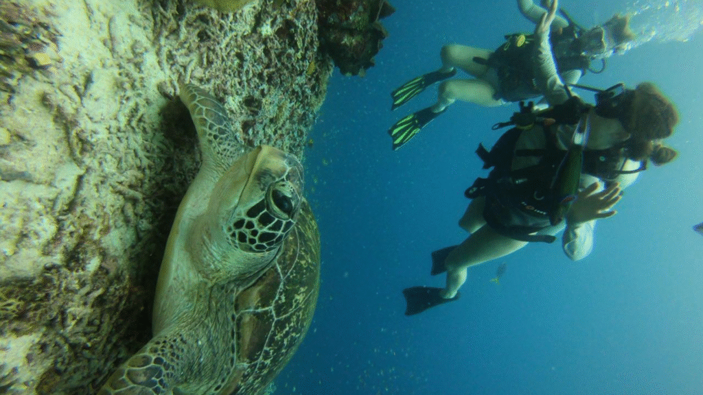 宁静的科莫多岛趣味潜水之旅——1天，3次潜水