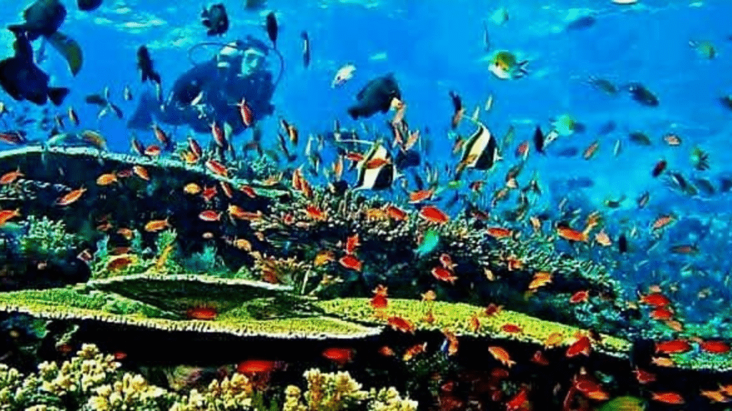 Aventura de buceo en Komodo: 4 días, 12 inmersiones