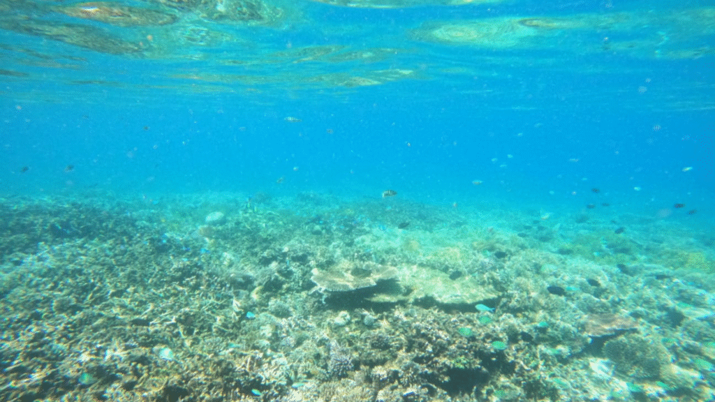 科莫多岛迷人潜水之旅——3天，9次潜水