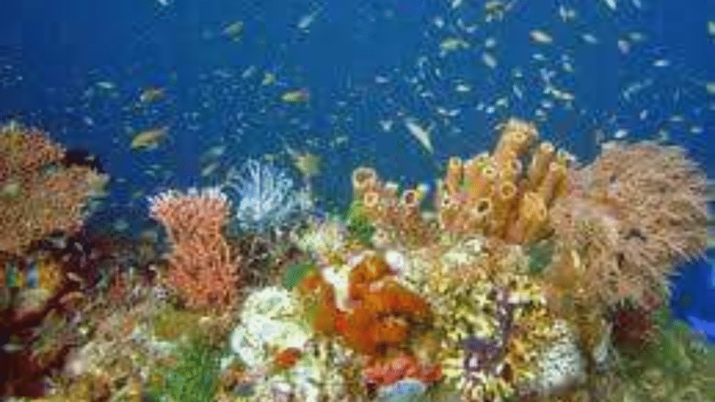 스쿠버 다이빙 체험 플러스 — 1일, 3회 다이빙 (수영장 미포함)