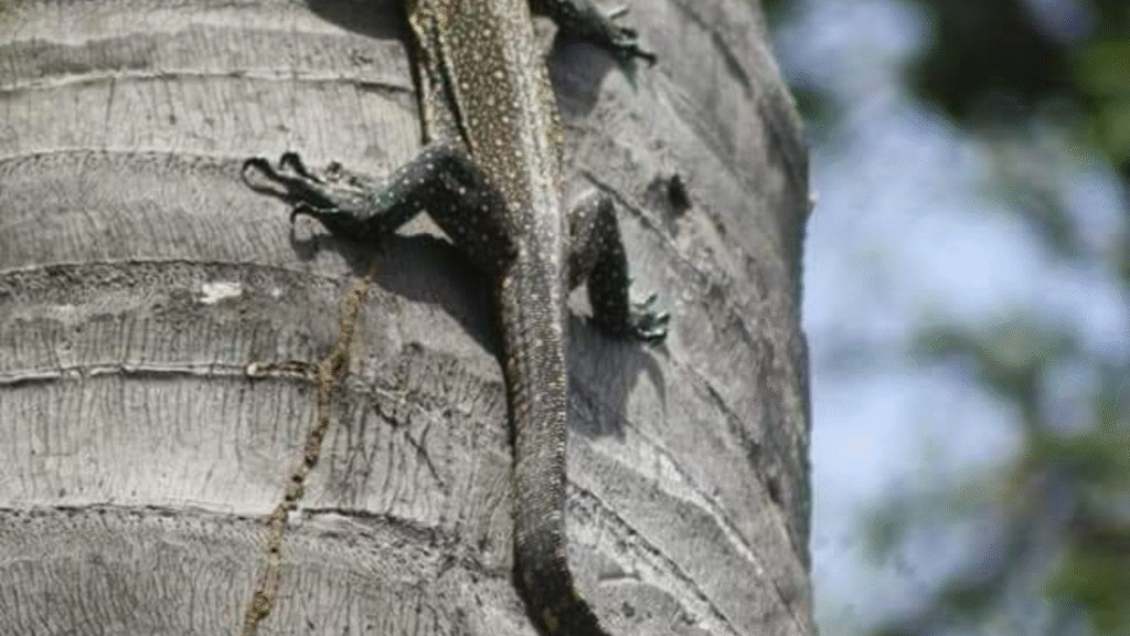 Analyse critique du discours médiatique relatif à l'aménagement du parc national de Komodo