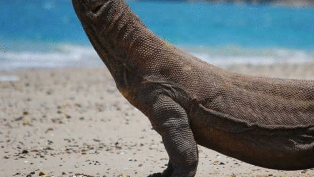 One Day Speedboat Adventure: Explore 6 Iconic Komodo Destinations