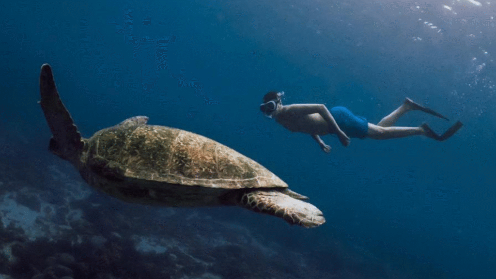 A Snorkeling Day at Kanawa Island, Labuan Bajo