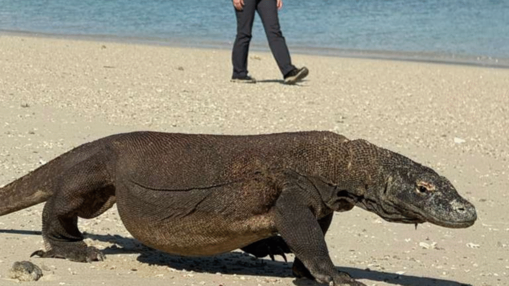 Explore Komodo Island – A Tour with Hello Flores