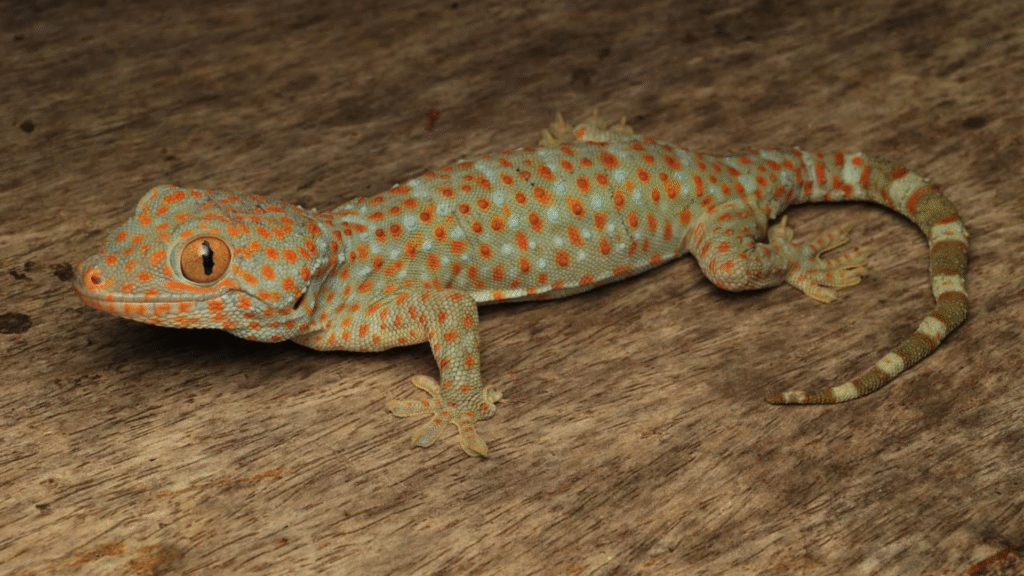 Komodo Herping Tour — An Unforgettable Wildlife Adventure in Komodo National Park