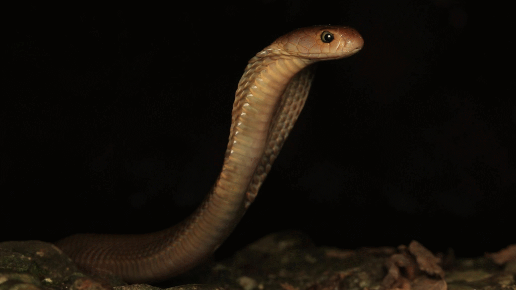 Unforgettable Daytrip Adventures with Komodo Padar Tour