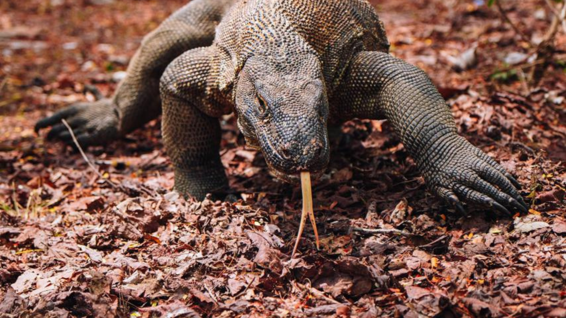 Komodo Sharing Tour with Speed Boat – Full-Day Adventure in Komodo National Park