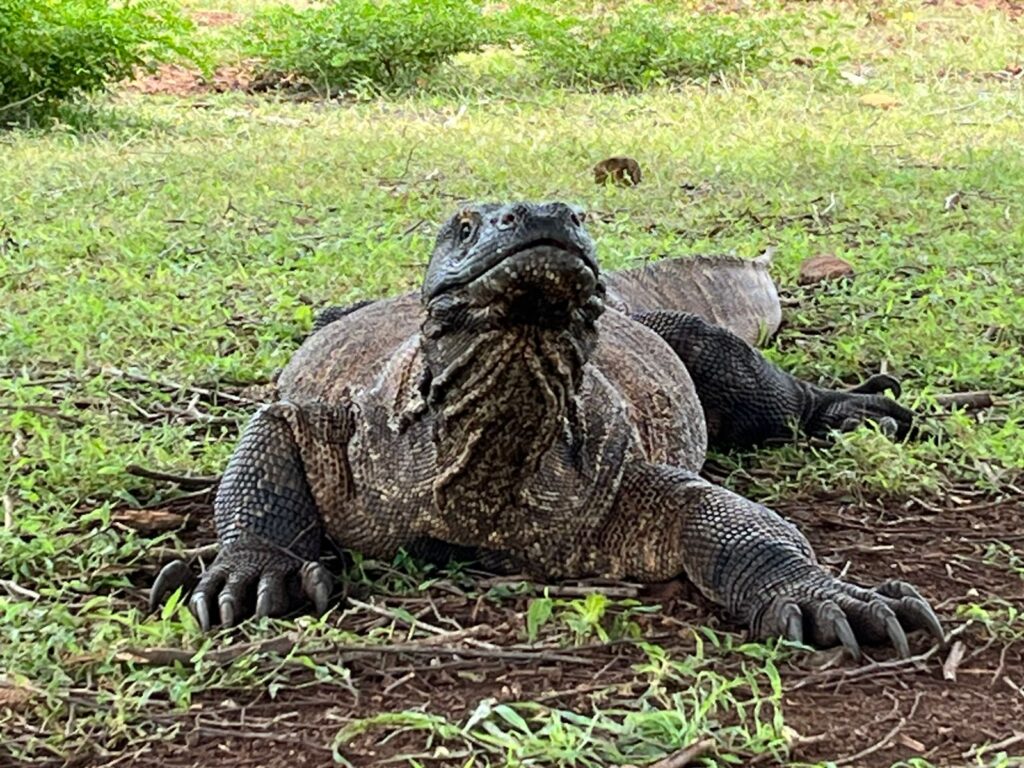 Frequently Asked Questions (FAQ) – Komodo Tour & Labuan Bajo Travel Guide