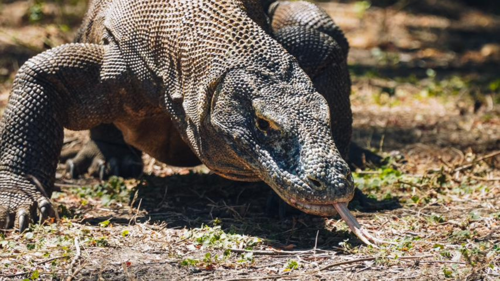 Komodo Labuan Bajo One Day Tour – Explore Komodo National Park in a Day