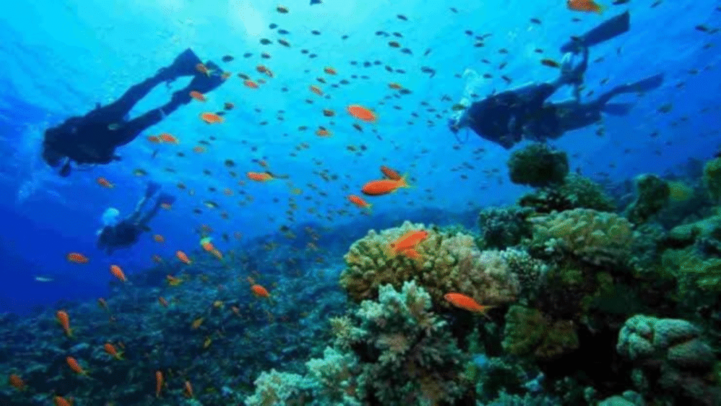 Komodo Diving Adventure: 5 Days 4 Nights Exploring the Underwater Paradise of Komodo