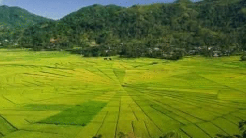 Todo Village and Lingko Day Trip: Discover Manggarai Culture and the Spider Web Rice Fields