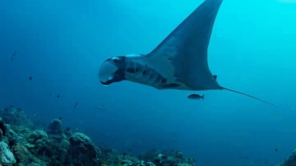 Komodo Camp Tour 3 Days 2 Nights: Adventure and Island Camping in Komodo National Park