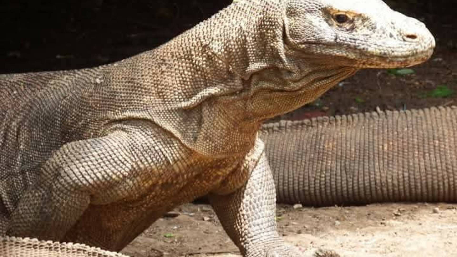 Flores Komodo Tour 8 Days 7 Nights Itinerary