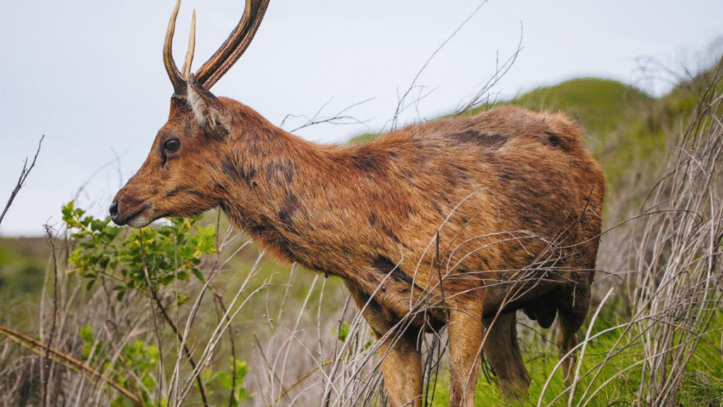Full Day Trip to Komodo National Park – Explore the Wonders of Labuan Bajo