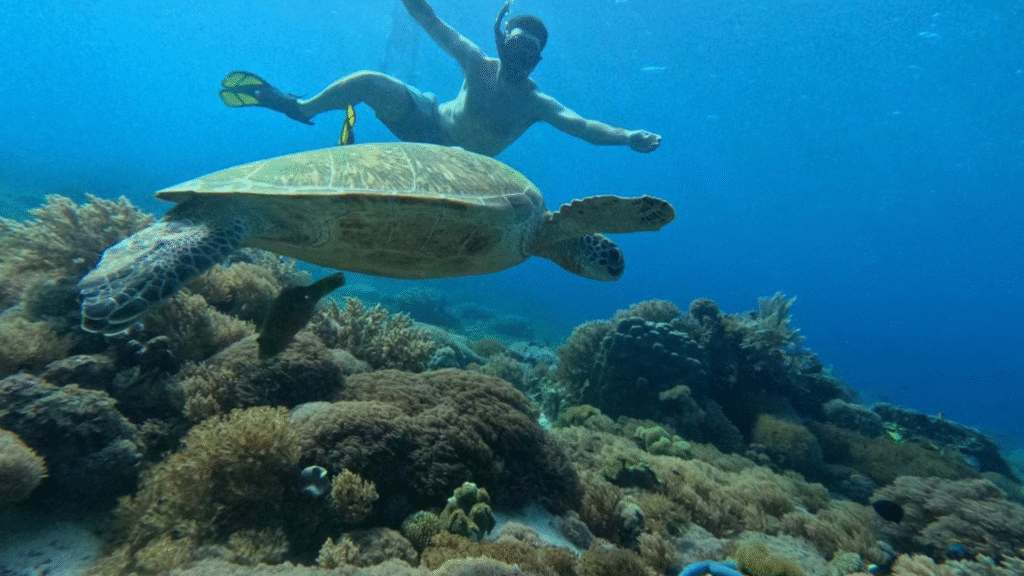 1 Day Snorkeling in Maumere Bay: Discover an Untouched Underwater Paradise