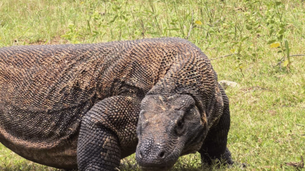 4 Days 3 Nights Sailing Trip Labuan Bajo – Komodo: The Ultimate Komodo Exploration