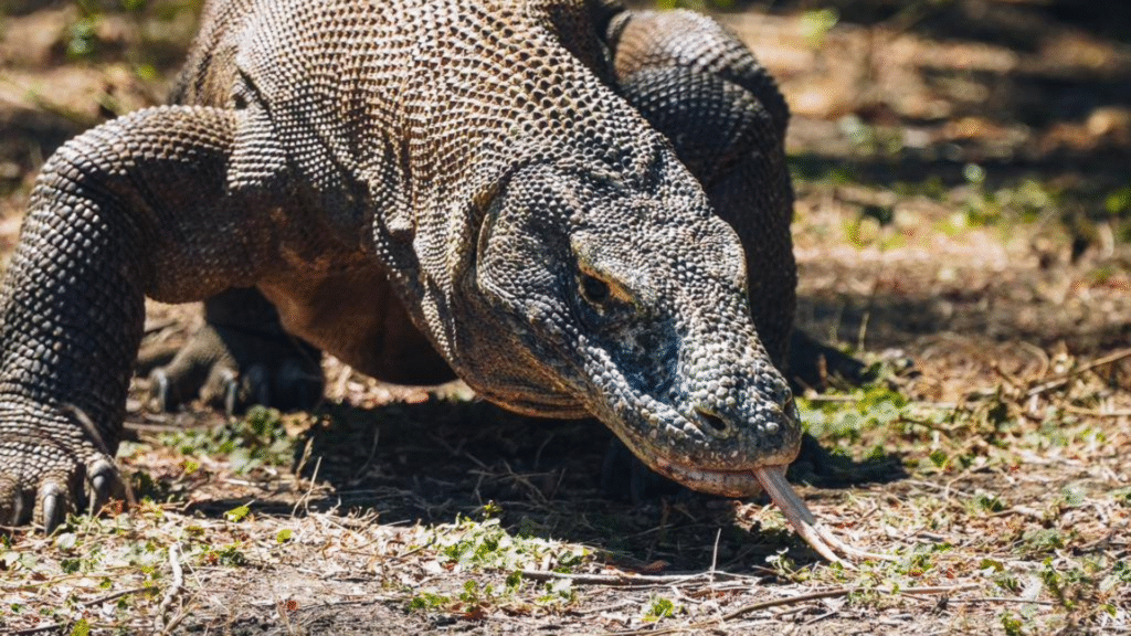 2D1N Open Trip Labuan Bajo – Komodo: A Social and Affordable Island Adventure