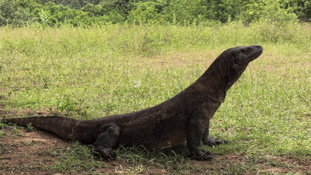 Labuan Bajo City Tour 2 Days 1 Night – A Perfect Short Escape in Flores