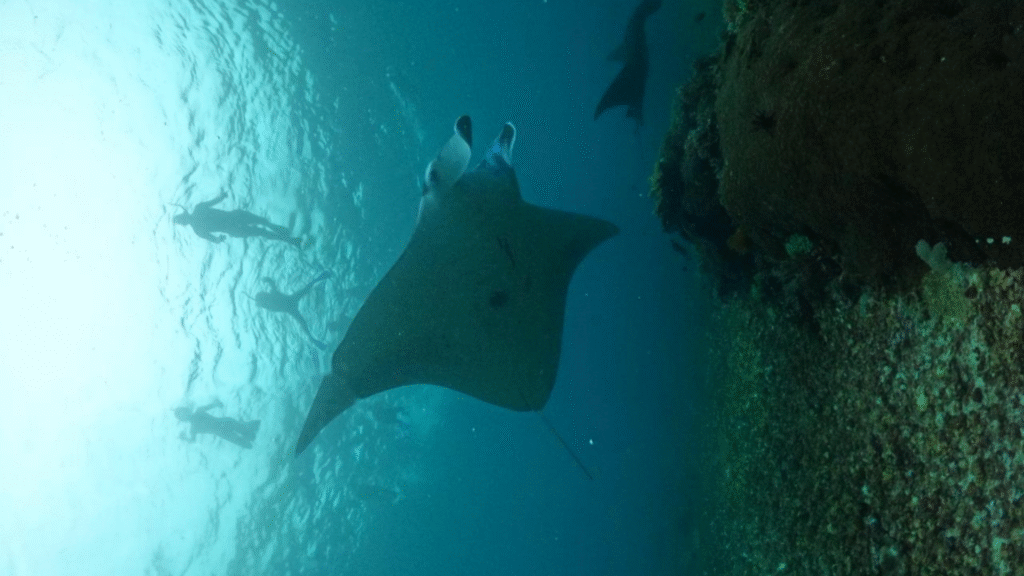 Komodo Dragon Island Tour 4 Days – The Ultimate Journey in Komodo National Park