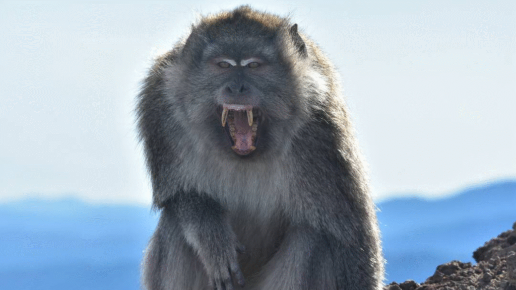 Komodo Flores Overland Tour 8 Days: The Most Complete Flores Island Experience