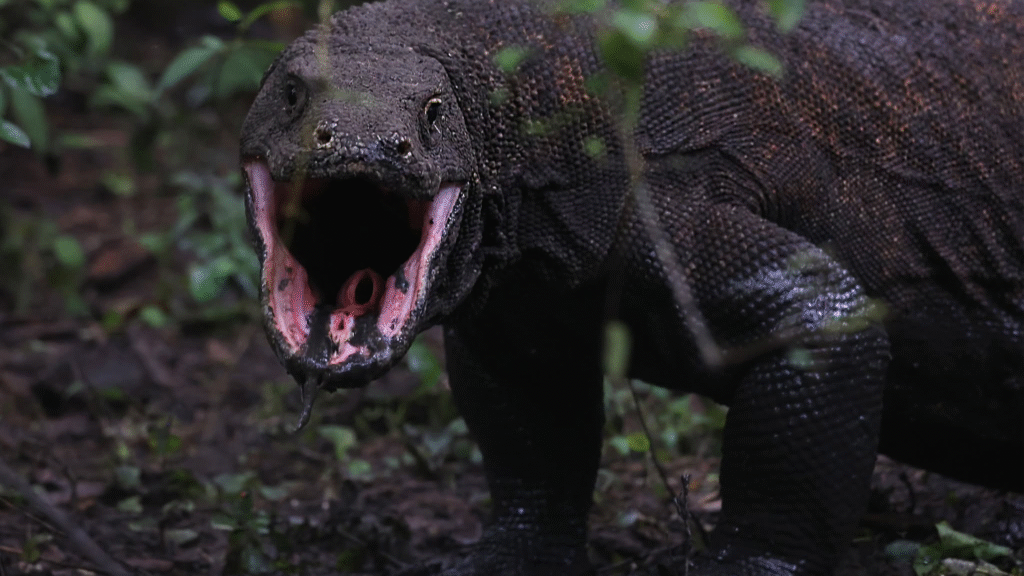 Kalong Island, Komodo National Park: A Magical Sunset Experience