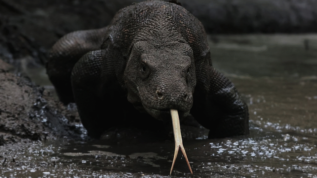 How to Get to Labuan Bajo & Komodo from Germany: Complete Travel Guide