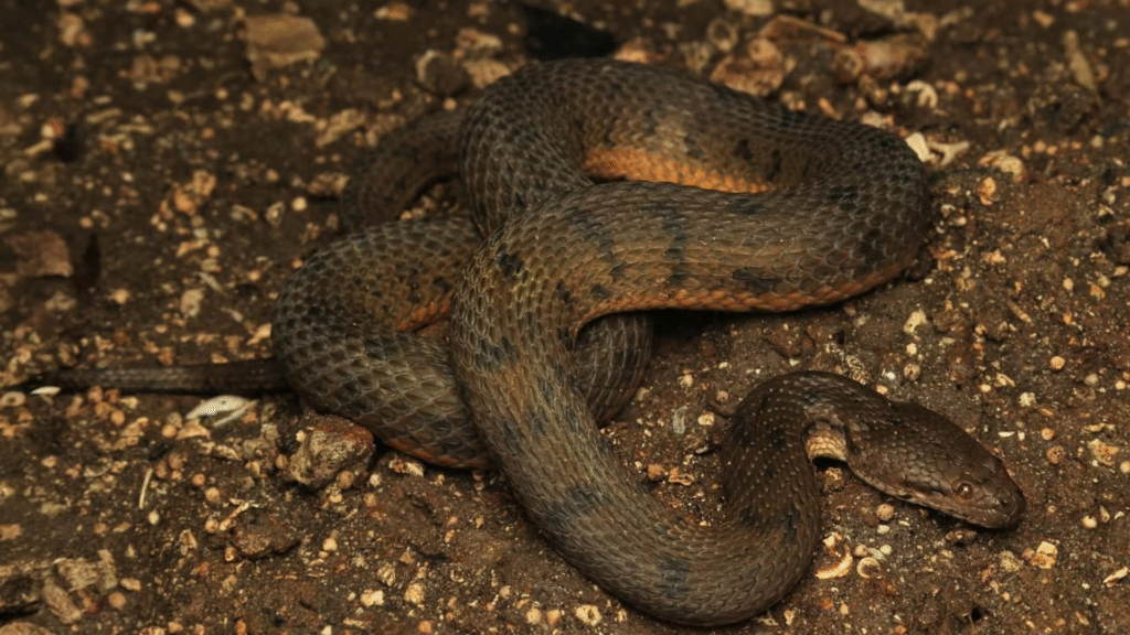 How to Get to Labuan Bajo & Komodo from Jakarta